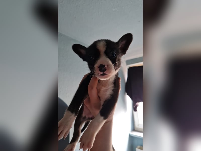 Husky Doggen mix