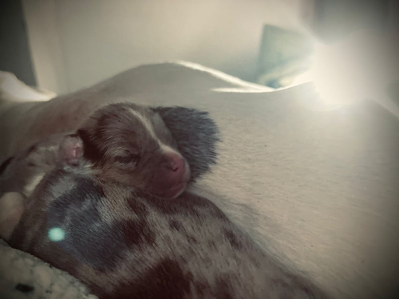 Husky Doggen mix