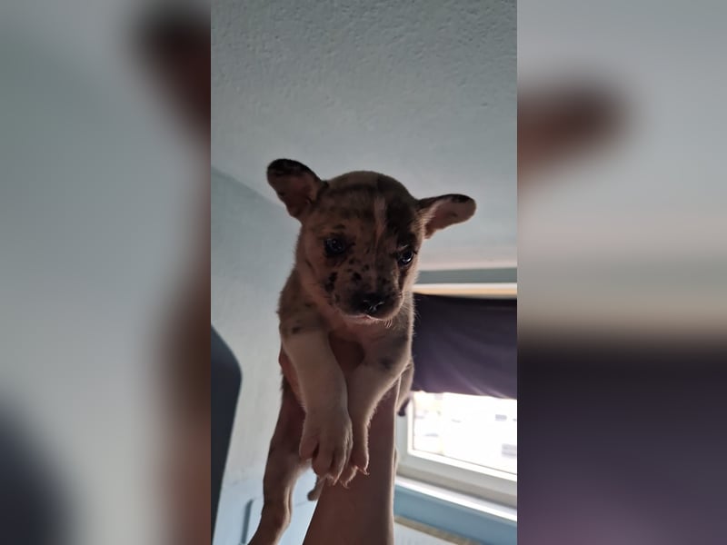 Husky Doggen mix