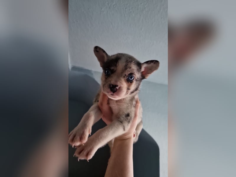 Husky Doggen mix