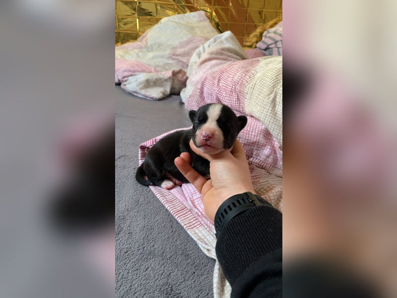 Husky Doggen mix