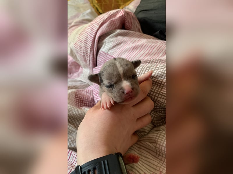 Husky Doggen mix