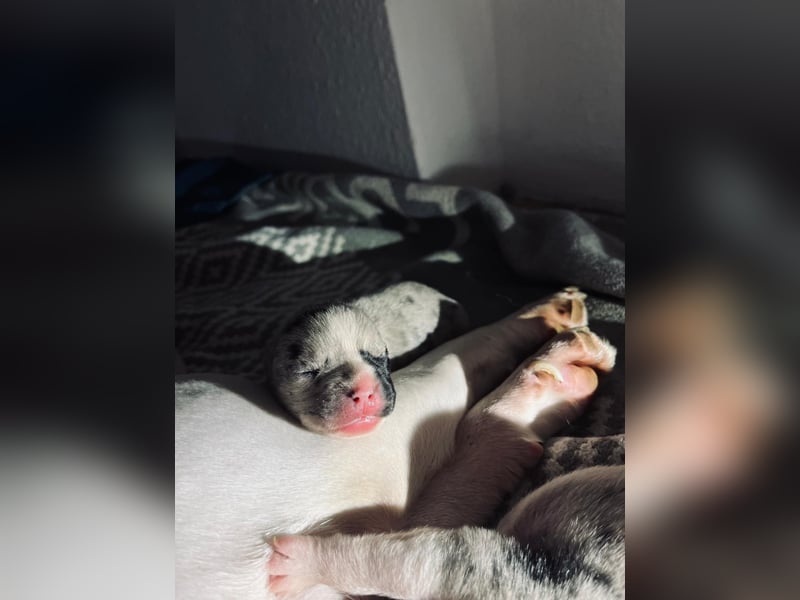 Husky Doggen mix