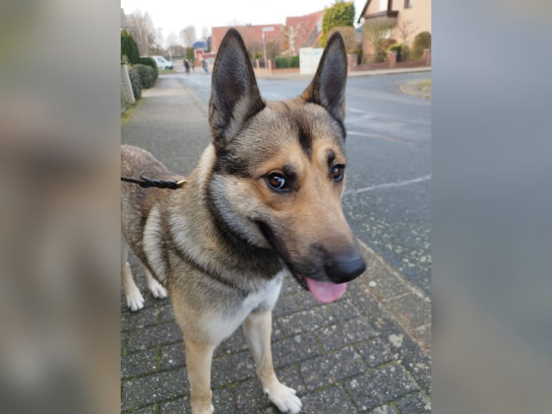 Sibirian Husky - Malinois Mix