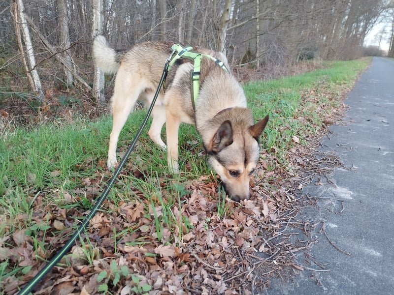 Sibirian Husky - Malinois Mix