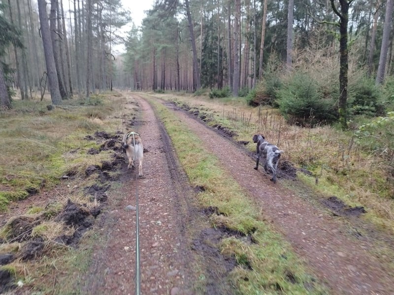 Sibirian Husky - Malinois Mix