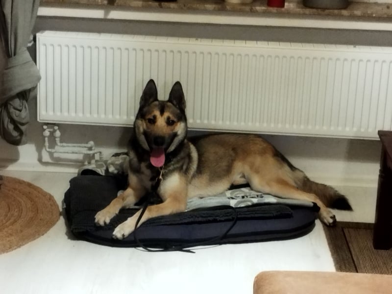 Sibirian Husky - Malinois Mix