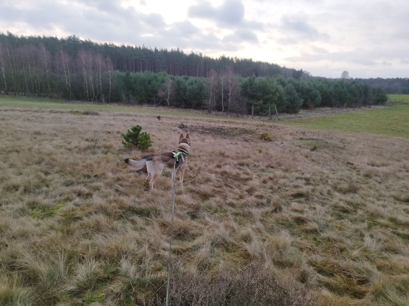 Sibirian Husky - Malinois Mix