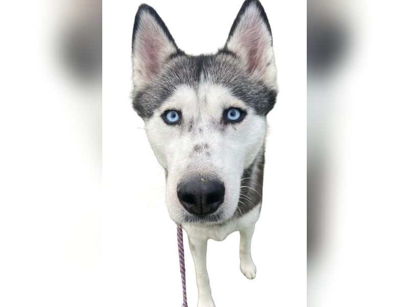 Sia ❤️ rundum liebe, tolle Familienhündin