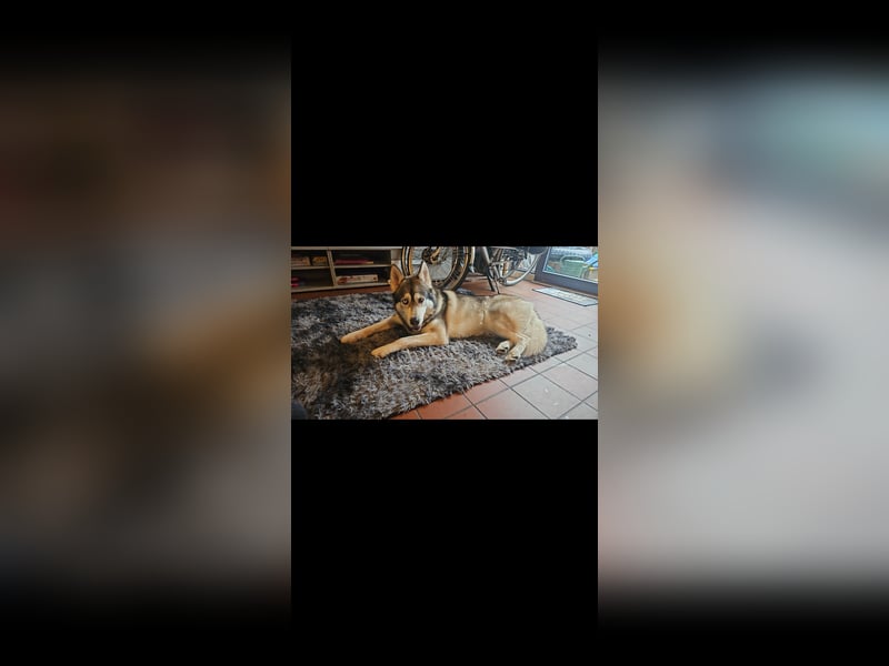 Familienfreundlicher Husky