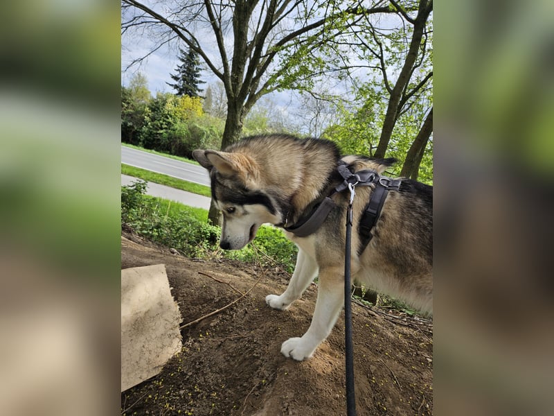 Familienfreundlicher Husky