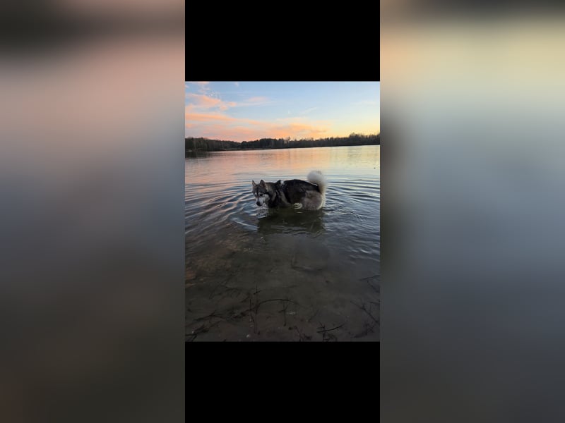 Familienfreundlicher Husky