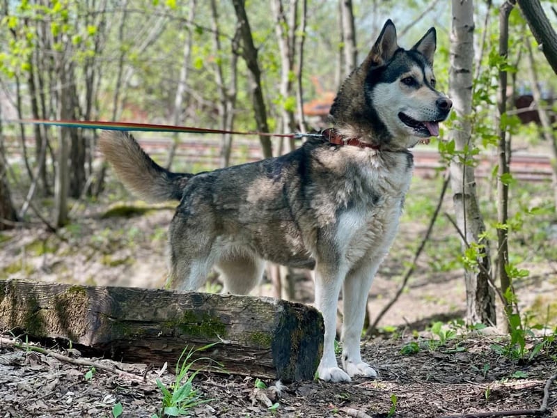 TESSA- sucht erfahrene Hundehalter