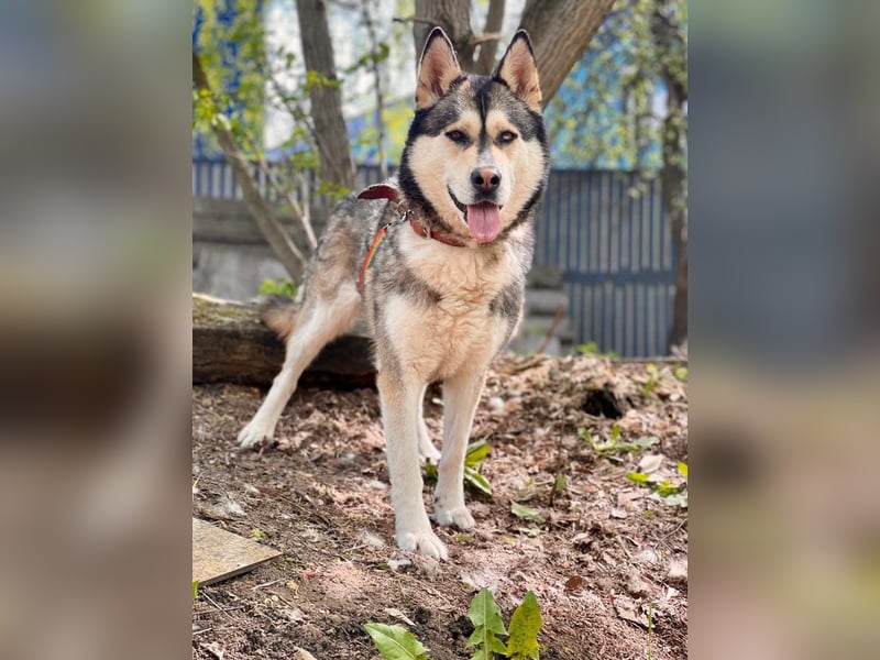 TESSA- sucht erfahrene Hundehalter