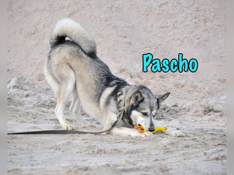 Pascho geb. 03/2022 - energiegeladener und lernwilliger Husky (Mix) sucht sportliche Rasseliebhaber!