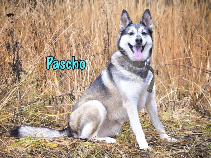 Pascho geb. 03/2022 - energiegeladener und lernwilliger Husky (Mix) sucht sportliche Rasseliebhaber!