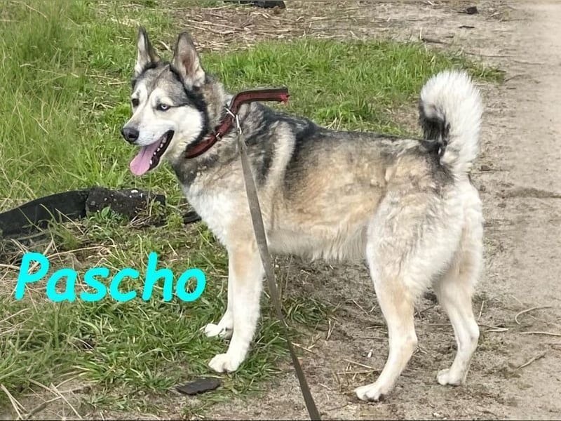 Pascho geb. 03/2022 - energiegeladener und lernwilliger Husky (Mix) sucht sportliche Rasseliebhaber!