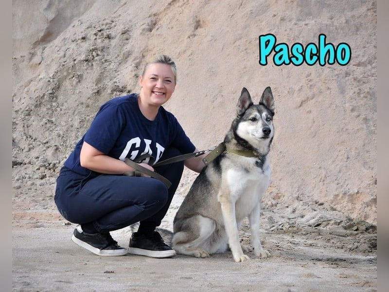 Pascho geb. 03/2022 - energiegeladener und lernwilliger Husky (Mix) sucht sportliche Rasseliebhaber!