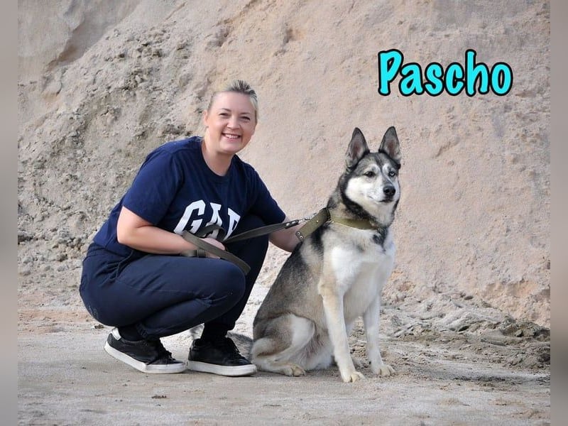 Pascho geb. 03/2022 - energiegeladener und lernwilliger Husky (Mix) sucht sportliche Rasseliebhaber!