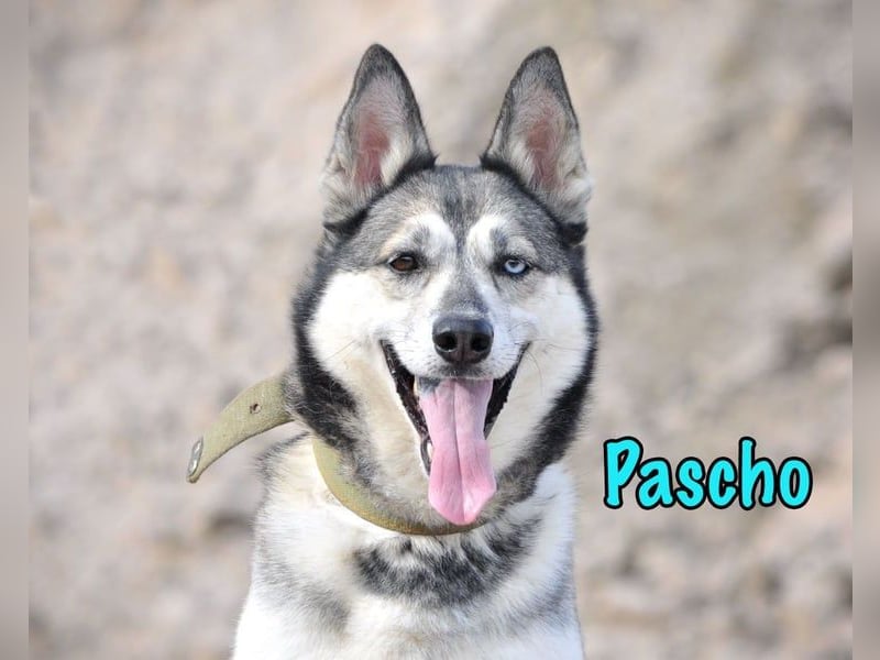 Pascho geb. 03/2022 - energiegeladener und lernwilliger Husky (Mix) sucht sportliche Rasseliebhaber!