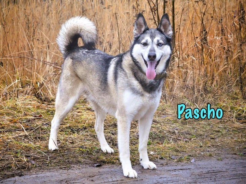 Pascho geb. 03/2022 - energiegeladener und lernwilliger Husky (Mix) sucht sportliche Rasseliebhaber!