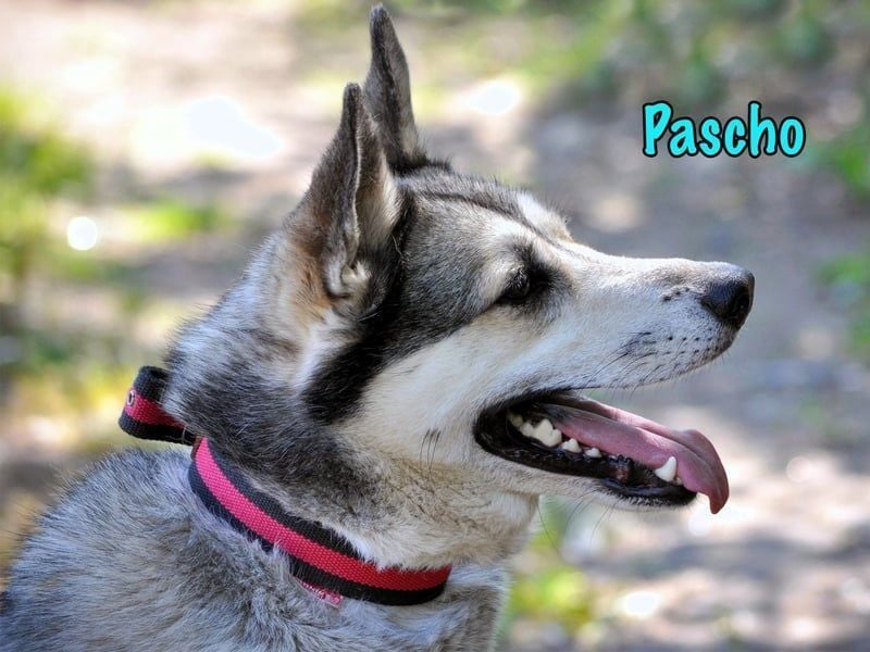 Pascho geb. 03/2022 - energiegeladener und lernwilliger Husky (Mix) sucht sportliche Rasseliebhaber!