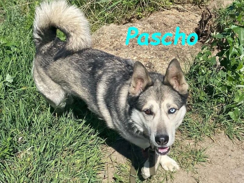 Pascho geb. 03/2022 - energiegeladener und lernwilliger Husky (Mix) sucht sportliche Rasseliebhaber!