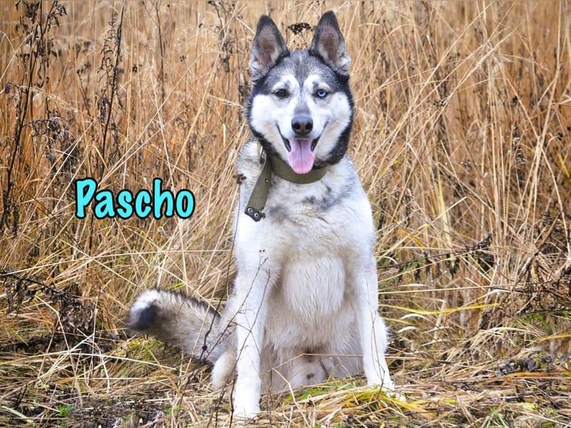 Pascho geb. 03/2022 - energiegeladener und lernwilliger Husky (Mix) sucht sportliche Rasseliebhaber!