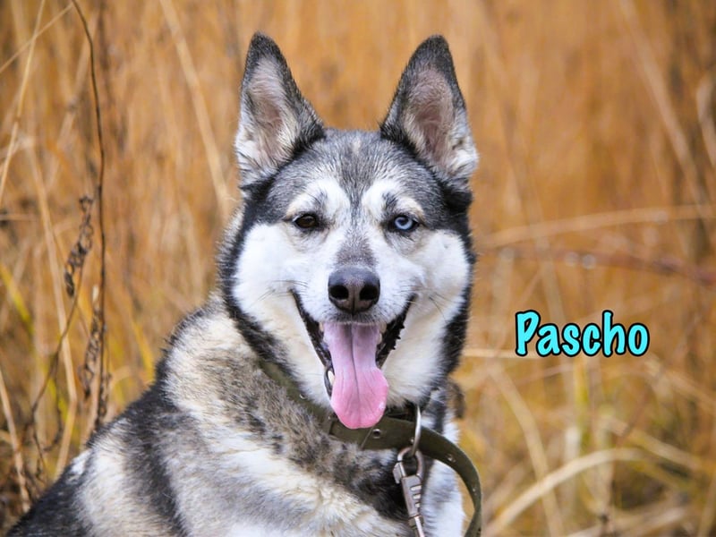 Pascho geb. 03/2022 - energiegeladener und lernwilliger Husky (Mix) sucht sportliche Rasseliebhaber!