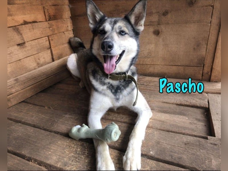 Pascho geb. 03/2022 - energiegeladener und lernwilliger Husky (Mix) sucht sportliche Rasseliebhaber!