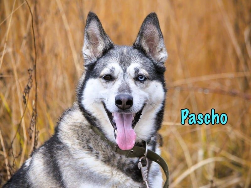 Pascho geb. 03/2022 - energiegeladener und lernwilliger Husky (Mix) sucht sportliche Rasseliebhaber!