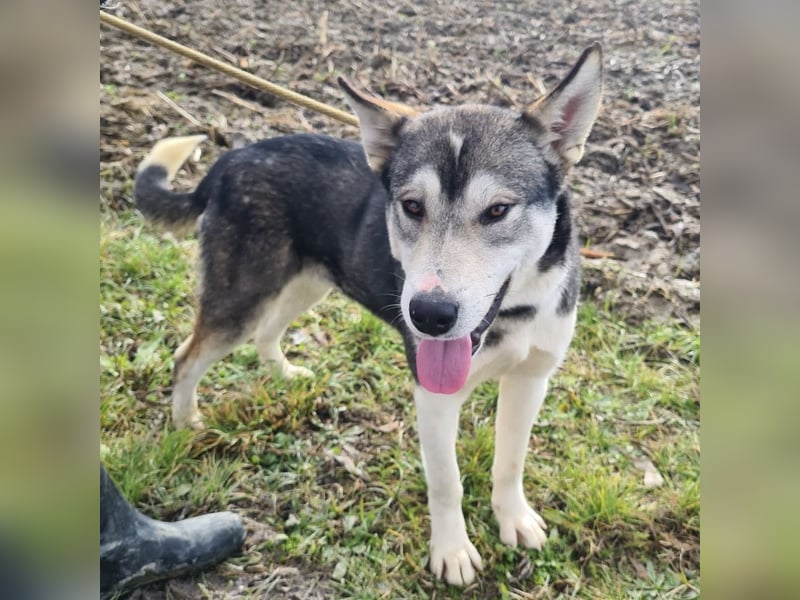 Sylt ein außergewöhnlicher Husky