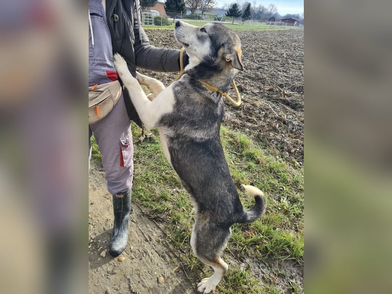 Sylt ein außergewöhnlicher Husky