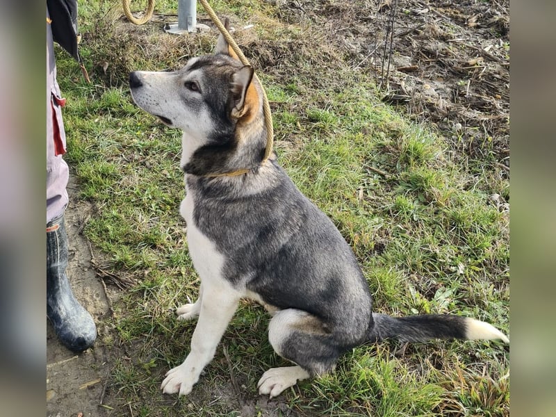 Sylt ein außergewöhnlicher Husky