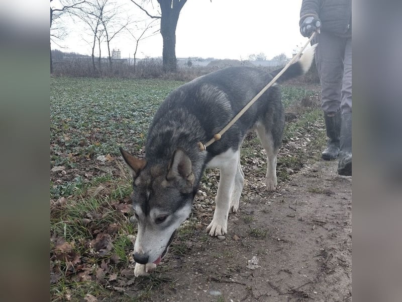 Sylt ein außergewöhnlicher Husky