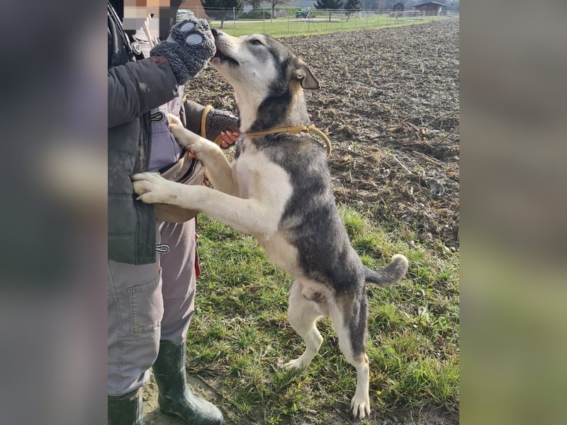 Sylt ein außergewöhnlicher Husky