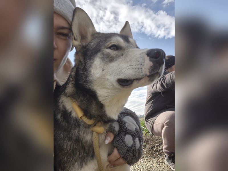 Sylt ein außergewöhnlicher Husky
