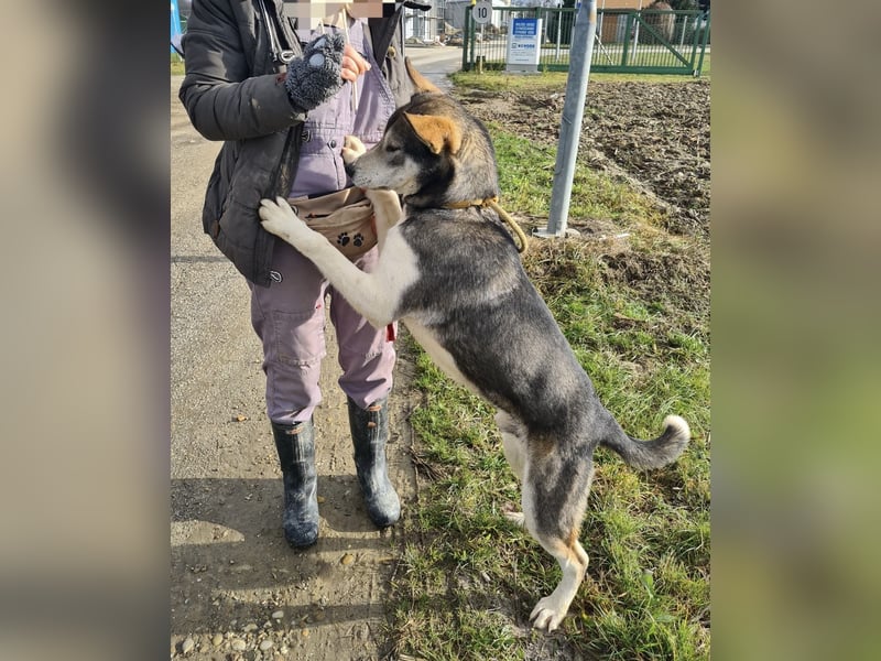 Sylt ein außergewöhnlicher Husky
