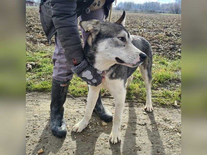 Sylt ein außergewöhnlicher Husky