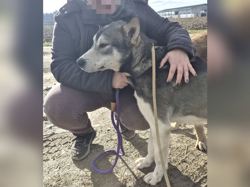 Sylt ein außergewöhnlicher Husky