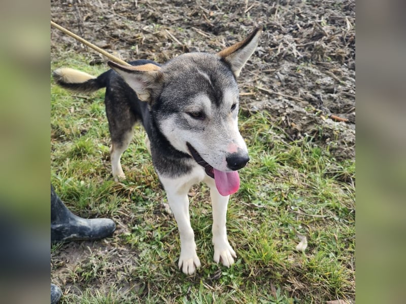 Sylt ein außergewöhnlicher Husky
