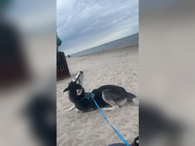 Einen jungen verspielten husky