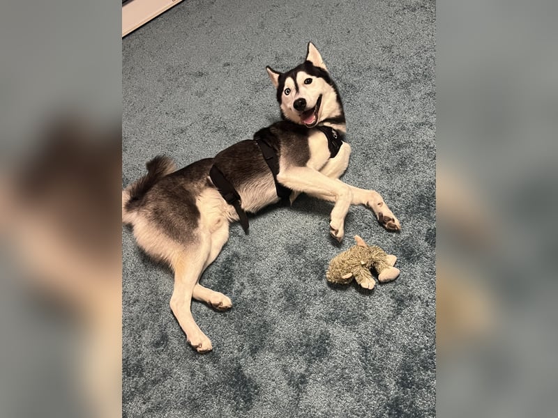 Einen jungen verspielten husky