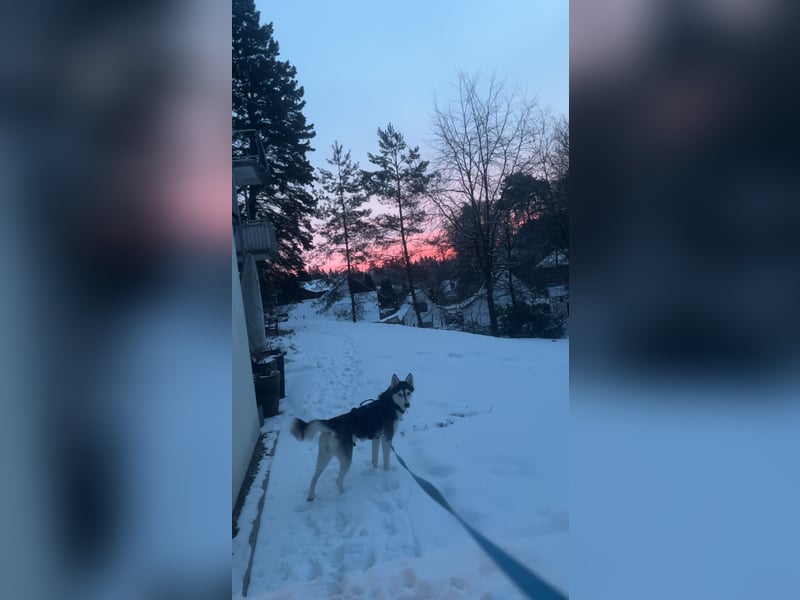 Einen jungen verspielten husky