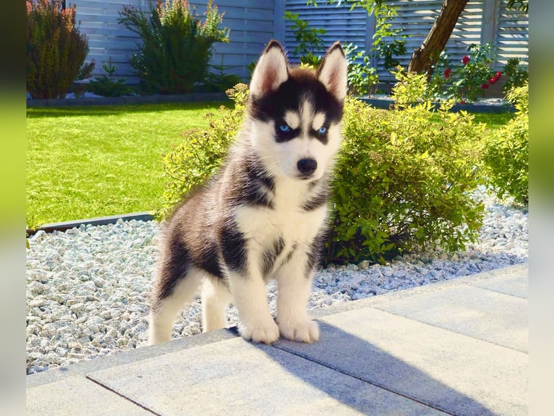 Schwarz-weißer Siberian Husky Welpe mit blauen Augen und FCI-Ahnentafel