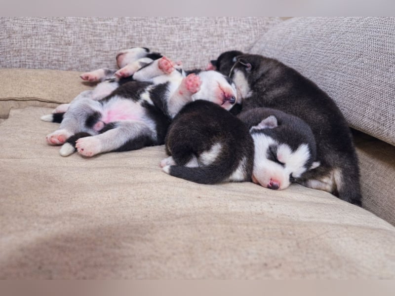 Schwarz-weißer Siberian Husky, blauäugiger Welpe mit FCI-Stammbaum