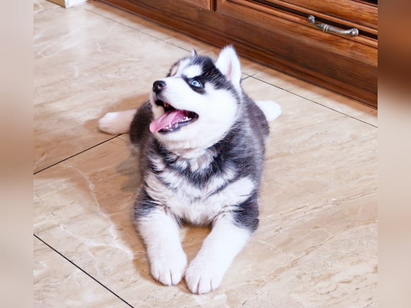 FCI Pedigree Blue Eyed Black & White Siberian Husky Champion Puppy