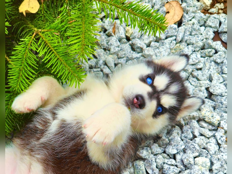 Schwarz-weißer Siberian Husky Welpe mit blauen Augen und FCI-Ahnentafel