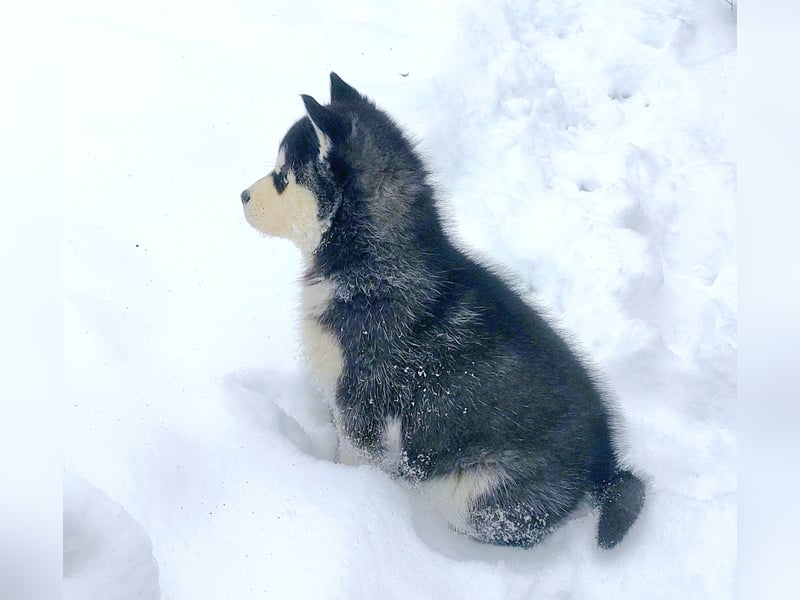 FCI Pedigree Blue Eyed Black & White Siberian Husky Champion Puppy