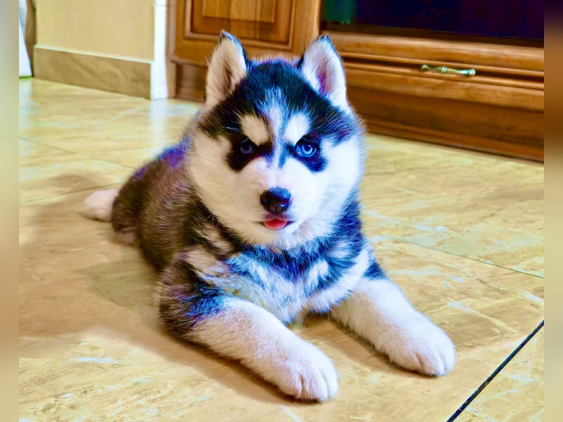 Schwarz-weißer Siberian Husky, blauäugiger Welpe mit FCI-Stammbaum